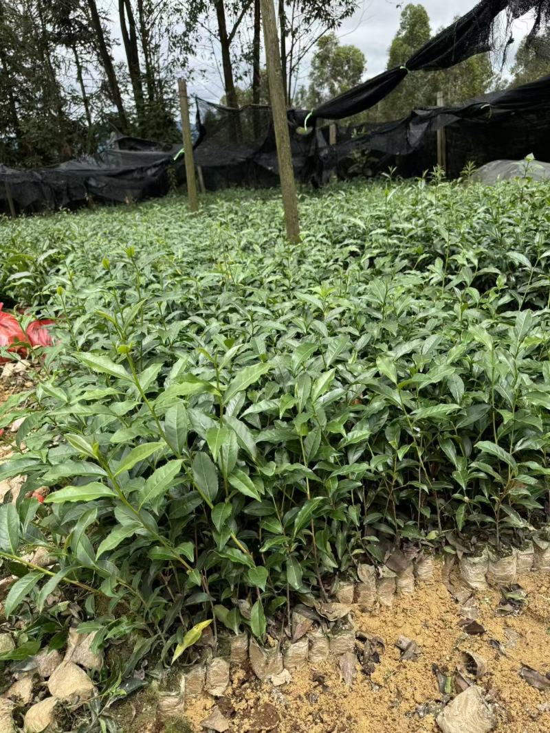 广东茶叶苗、汕尾茶苗、江门茶苗、佛山茶苗、河源茶叶苗