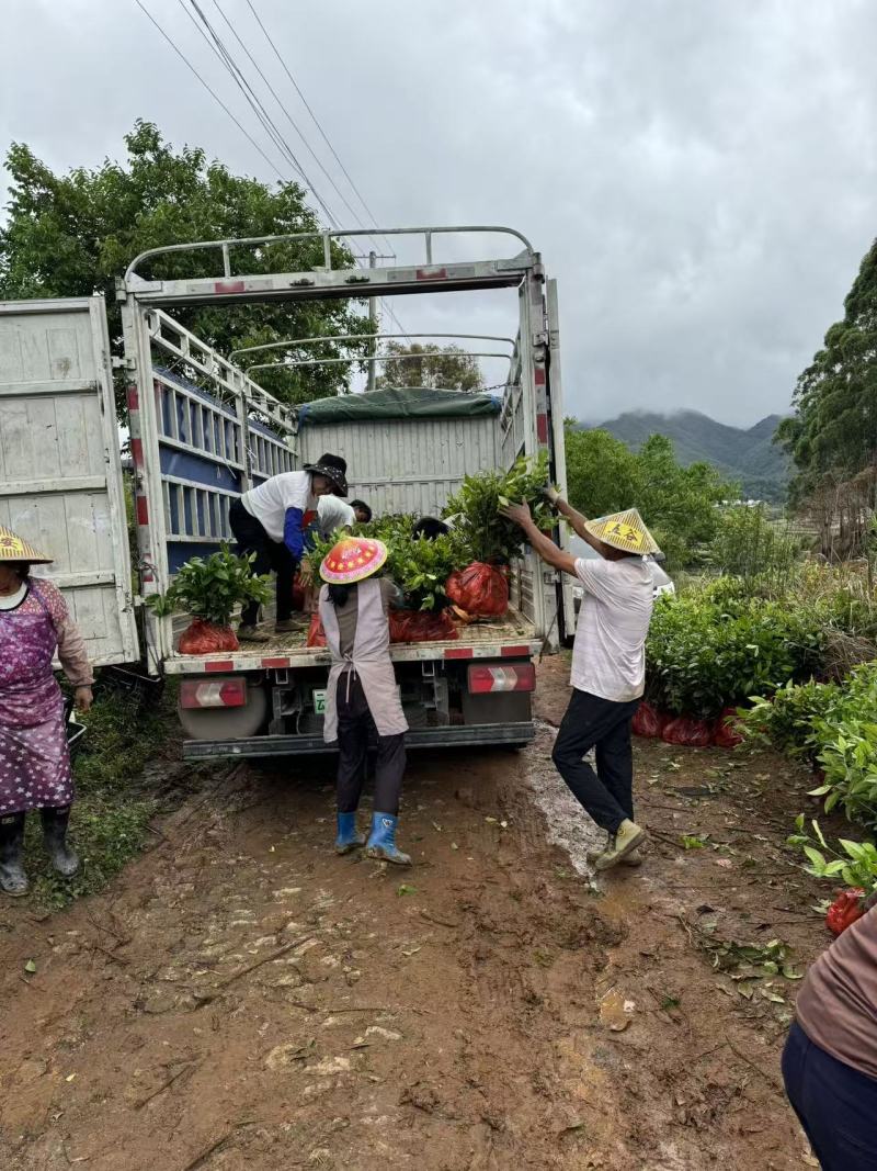 广东茶叶苗、汕尾茶苗、江门茶苗、佛山茶苗、河源茶叶苗