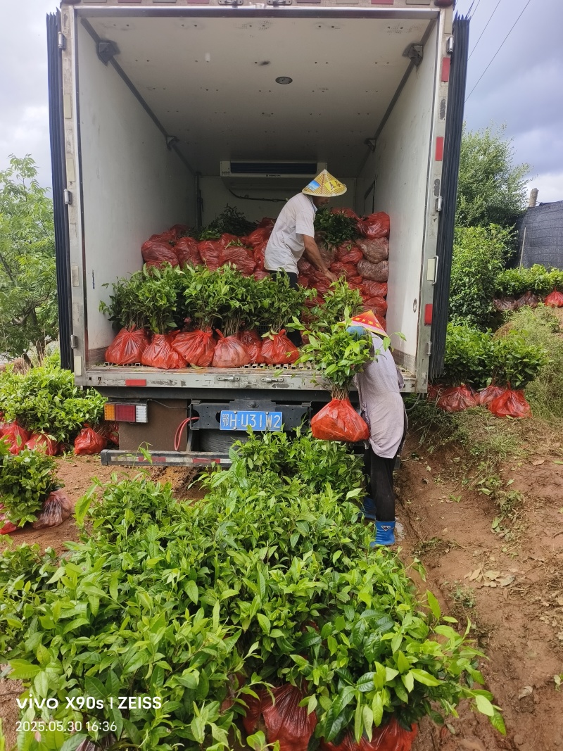 广东茶叶苗、汕尾茶苗、江门茶苗、佛山茶苗、河源茶叶苗
