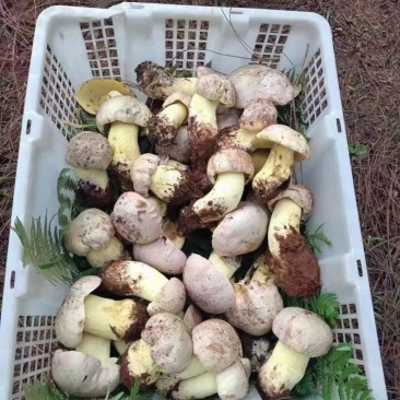 松茸白葱菌红葱菌鸡枞菌