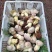 松茸白葱菌红葱菌鸡枞菌
