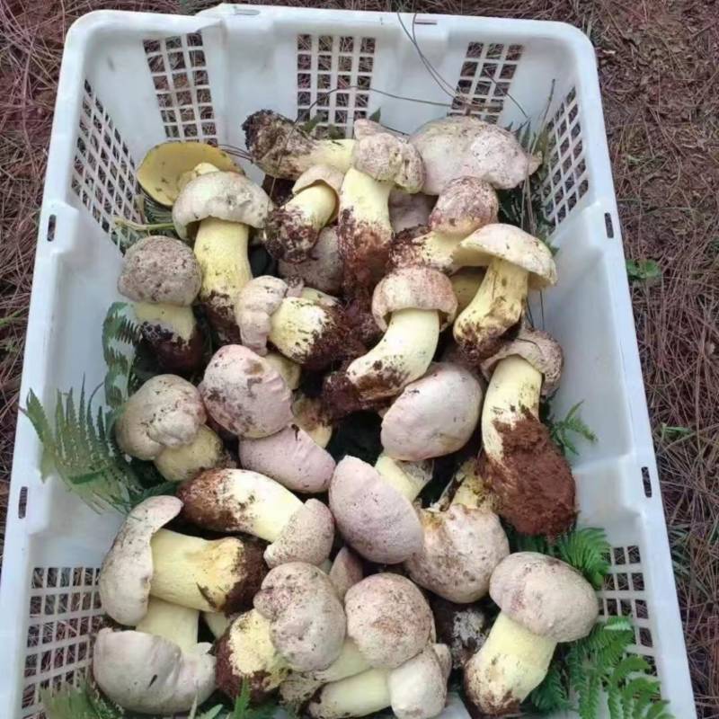 松茸白葱菌红葱菌鸡枞菌