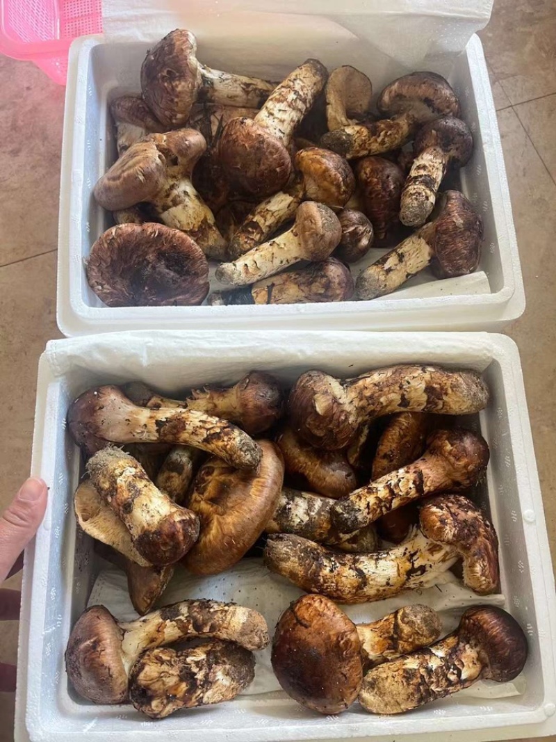 松茸白葱菌红葱菌鸡枞菌