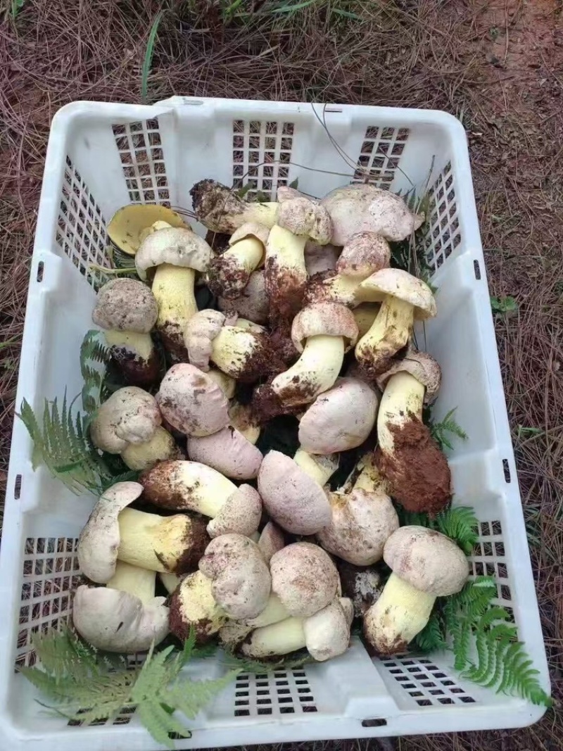松茸白葱菌红葱菌鸡枞菌