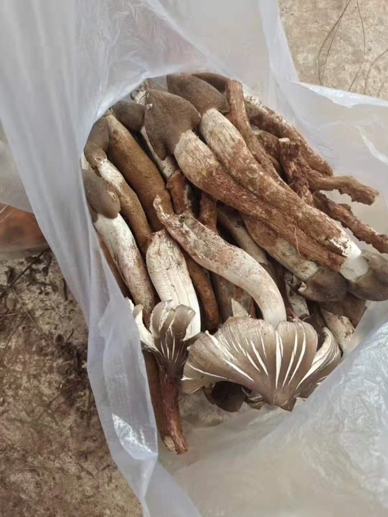 松茸白葱菌红葱菌鸡枞菌