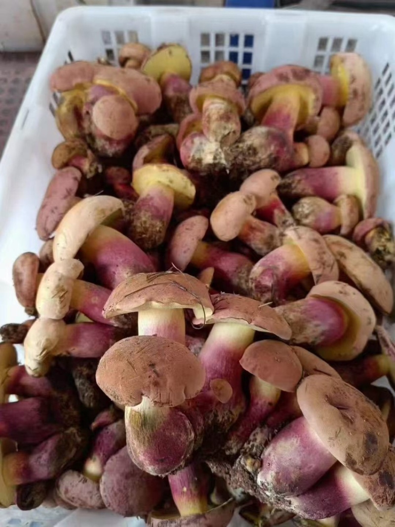 松茸白葱菌红葱菌鸡枞菌