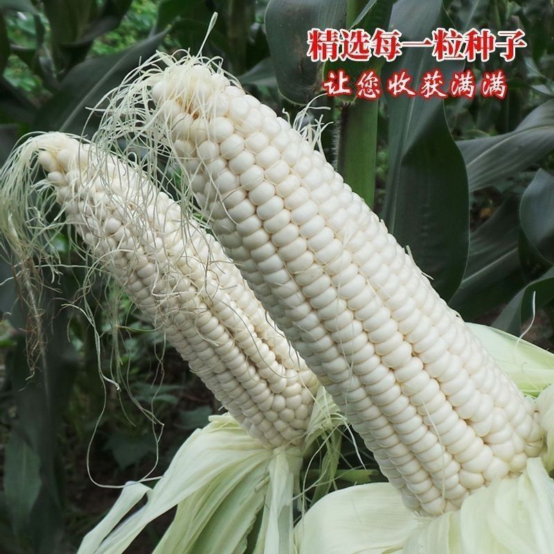 川禾晶白甜糯玉米种子200克饱满特大棒高产抗病南方春秋播