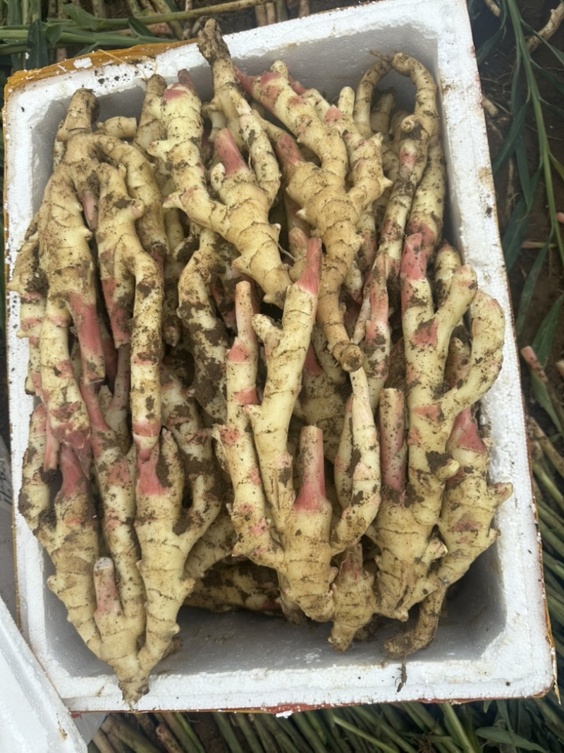 广西仔姜大量上市专业供应电商货