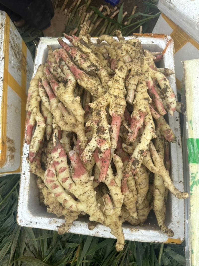 广西仔姜大量上市专业供应电商货