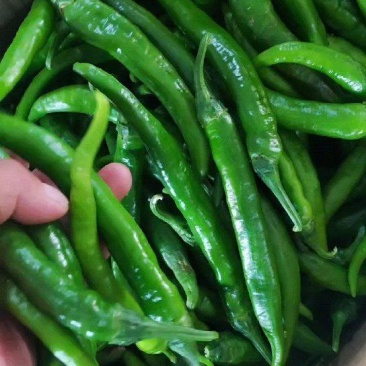 鲜辣椒！湘辣21，鲜绿辣椒！