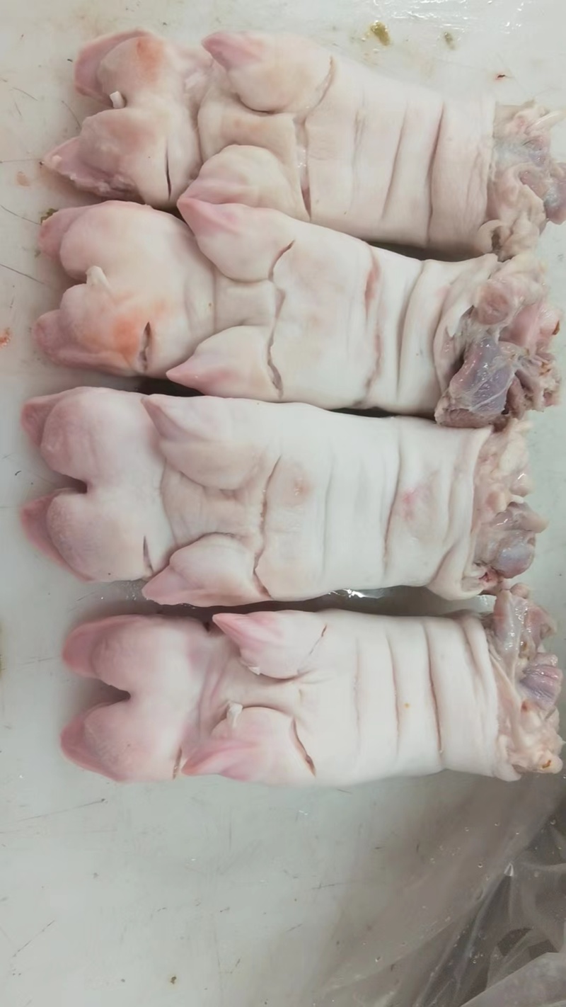 母猪猪蹄