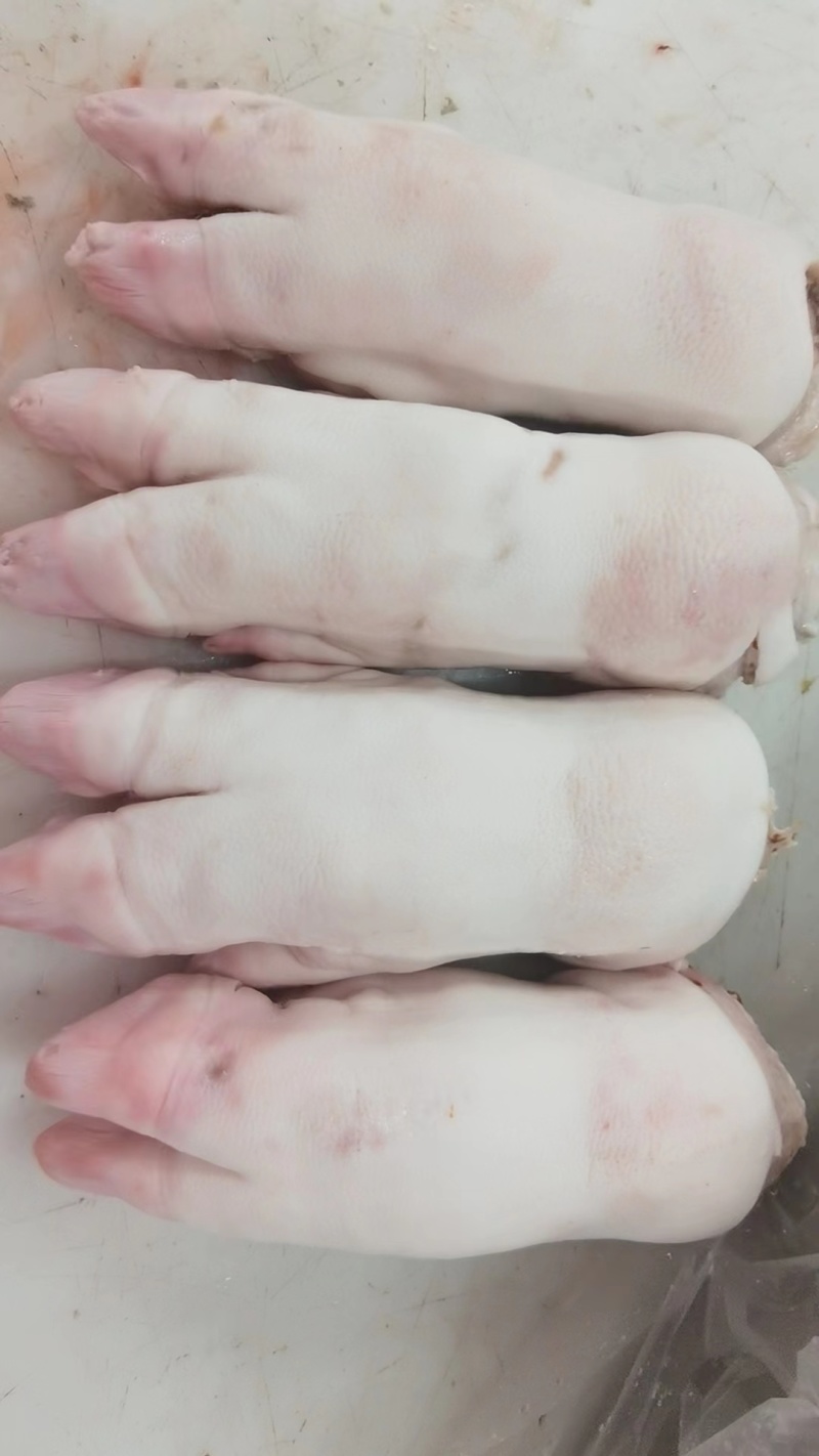 母猪猪蹄