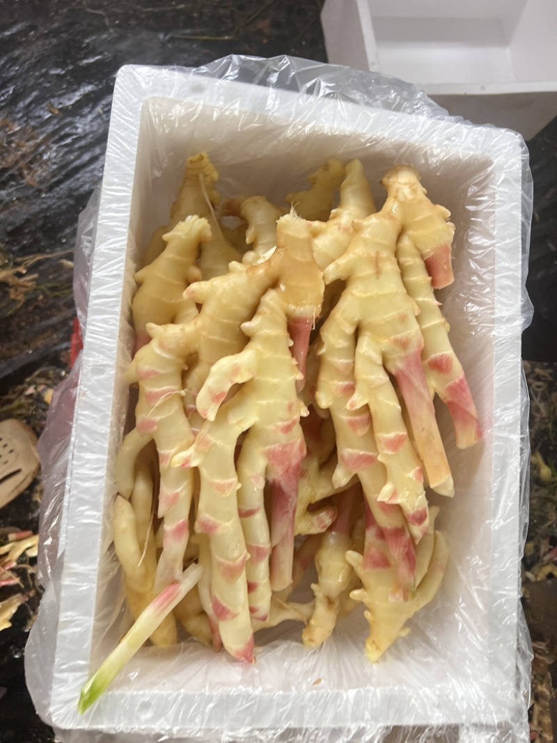泡姜红牙仔姜