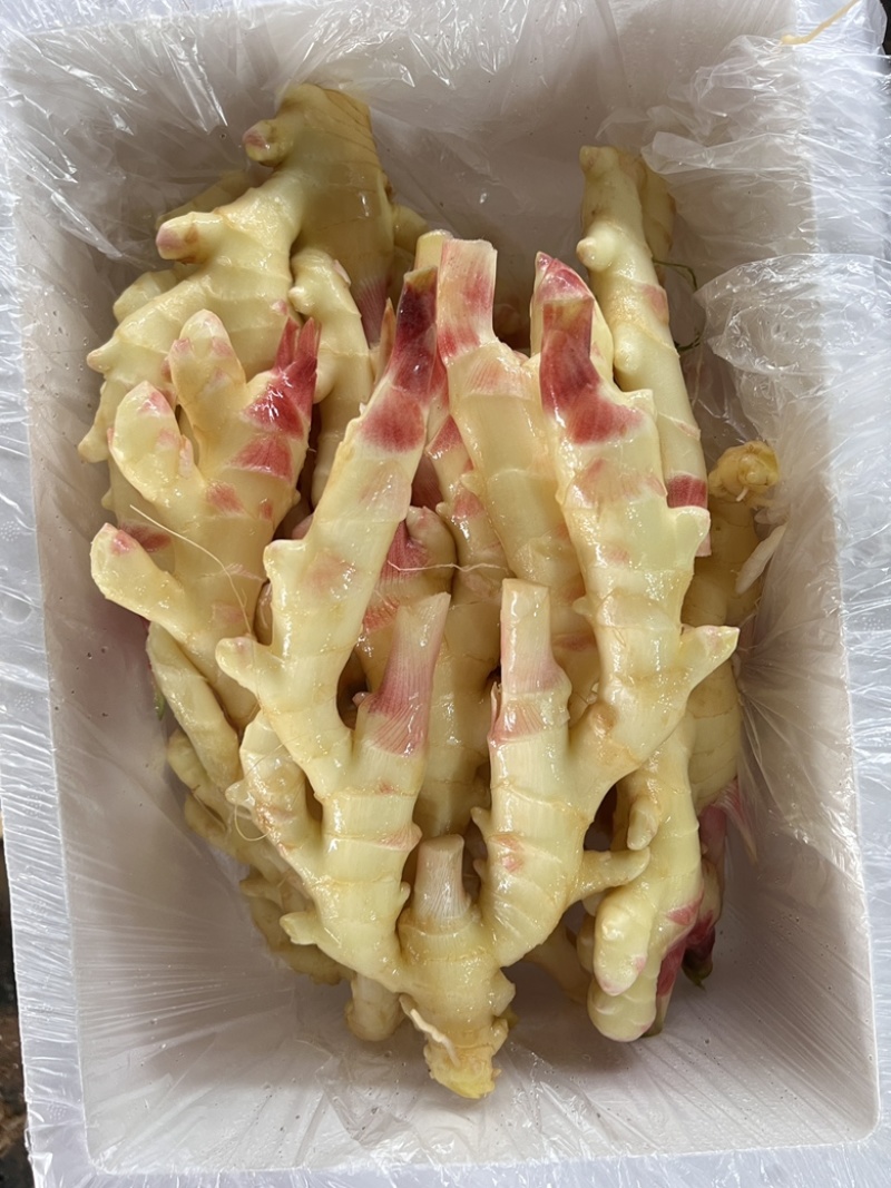 泡姜红牙仔姜