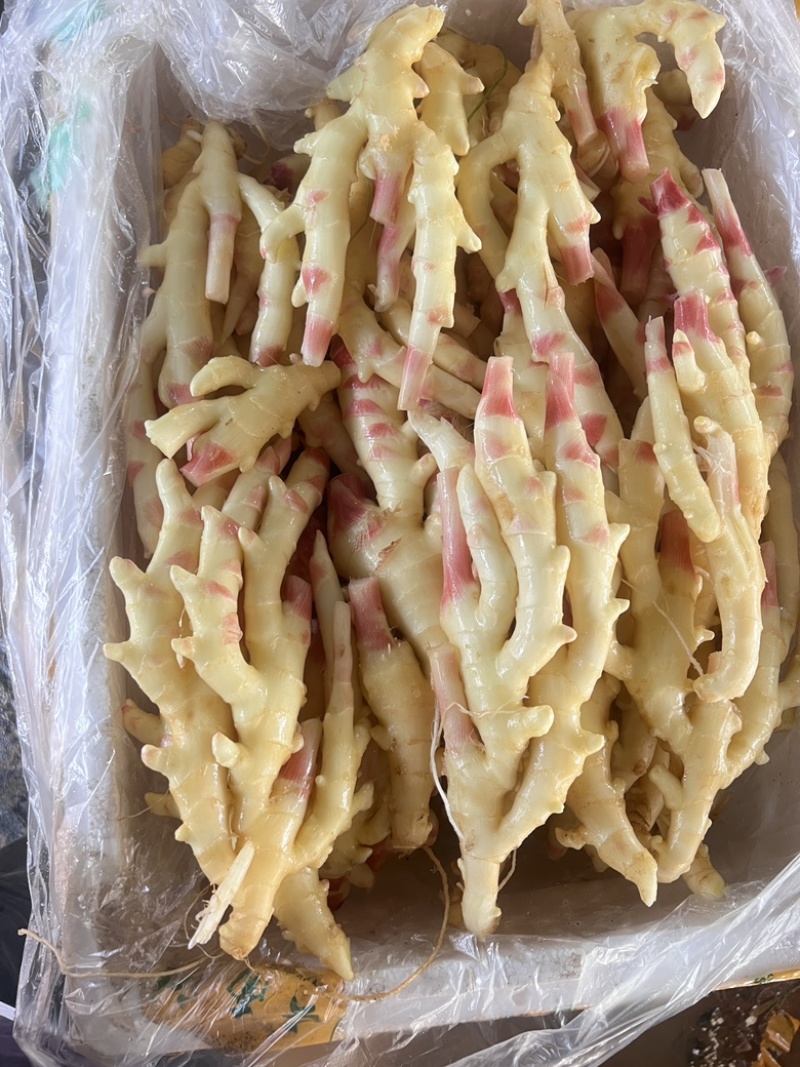 泡姜红牙仔姜