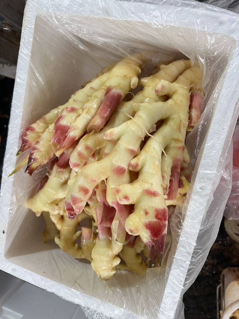 泡姜红牙仔姜