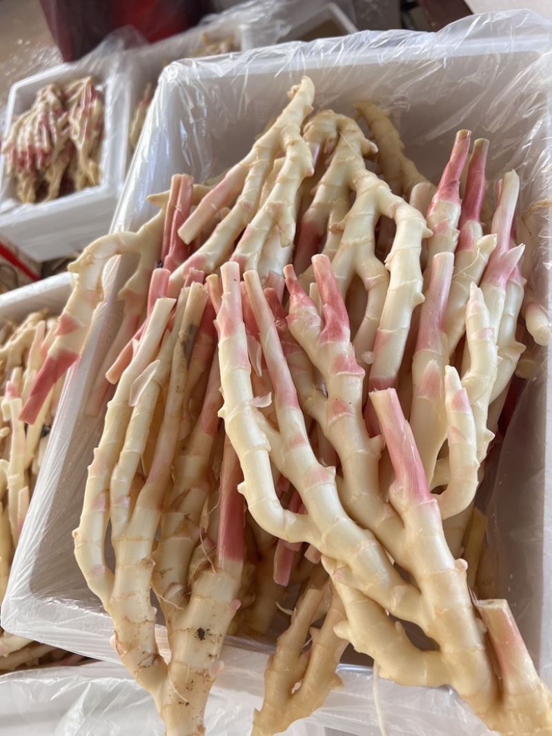 泡姜红牙仔姜
