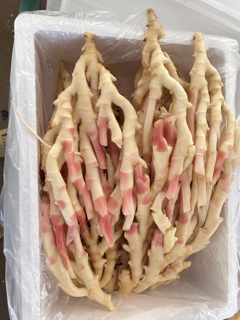 泡姜红牙仔姜