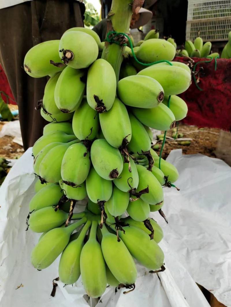 广西苹果蕉承接各平台一件代发，团购，整车批发