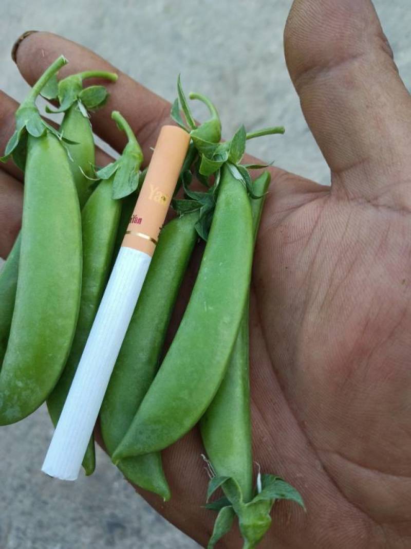 欢迎诚信商家来长年合作有精品中上货中货目前涨价中1
