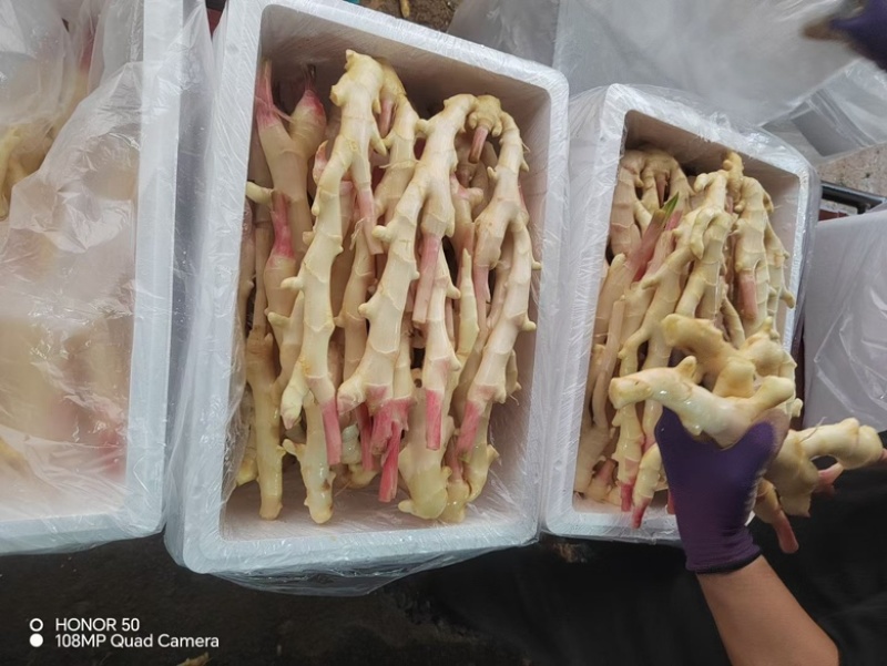 泡姜红牙仔姜