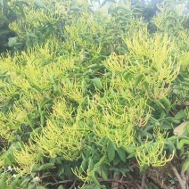 金银花色青花一级，基地货源直发