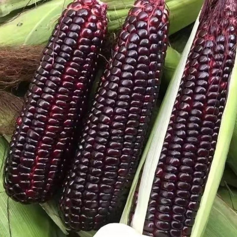 珍珠糯20黑糯玉米种子鲜食黑甜糯玉米种籽南北方孑非转基因