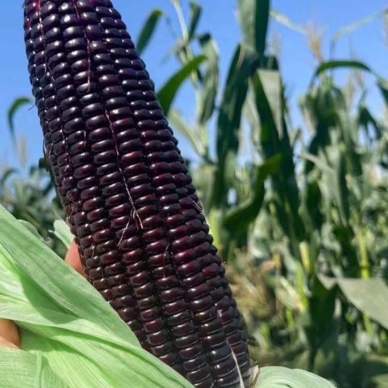 珍珠糯20黑糯玉米种子鲜食黑甜糯玉米种籽南北方孑非转基因
