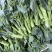 青花薹1号西兰苔种子西洋芥兰芦笋青花菜种籽农科院