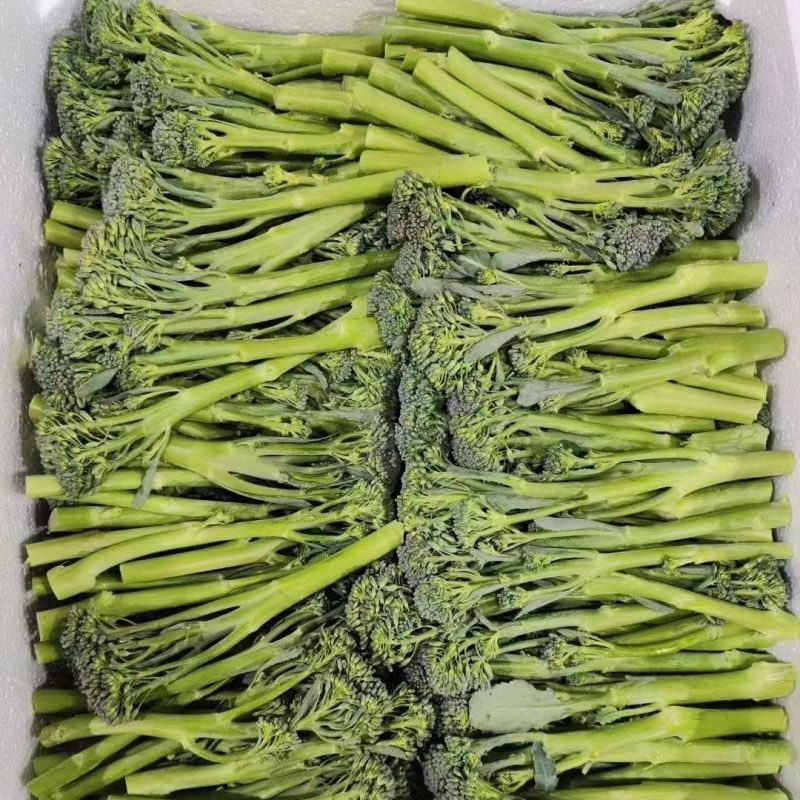 青花薹1号西兰苔种子西洋芥兰芦笋青花菜种籽农科院