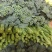 青花薹1号西兰苔种子西洋芥兰芦笋青花菜种籽农科院