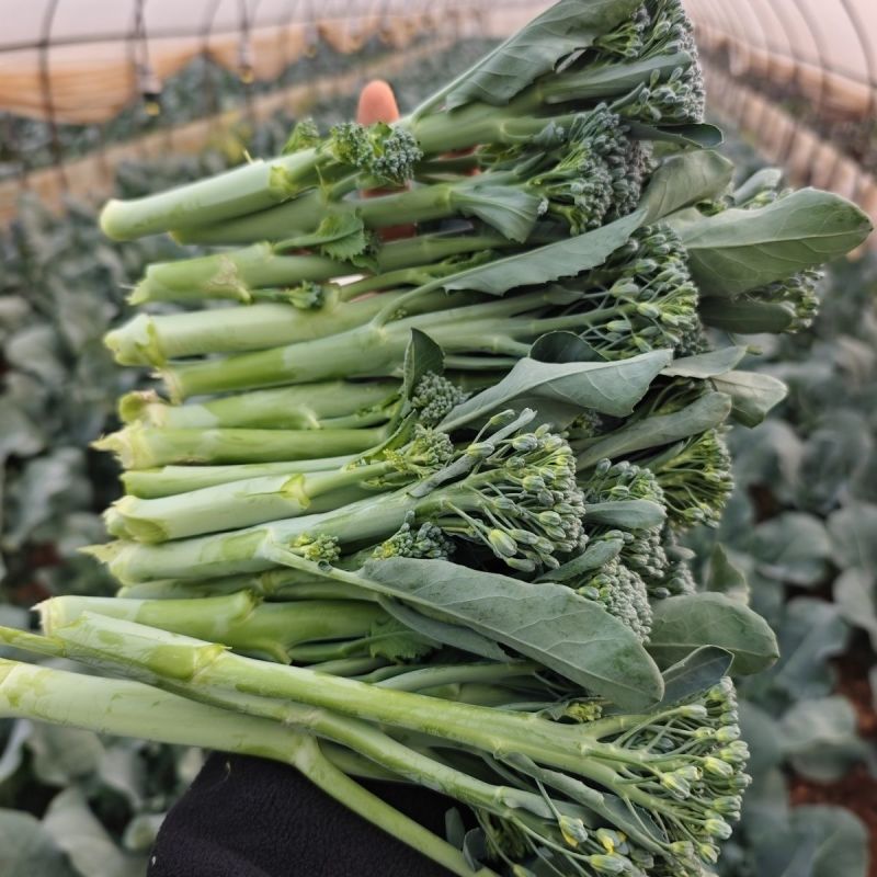 青花薹1号西兰苔种子西洋芥兰芦笋青花菜种籽农科院