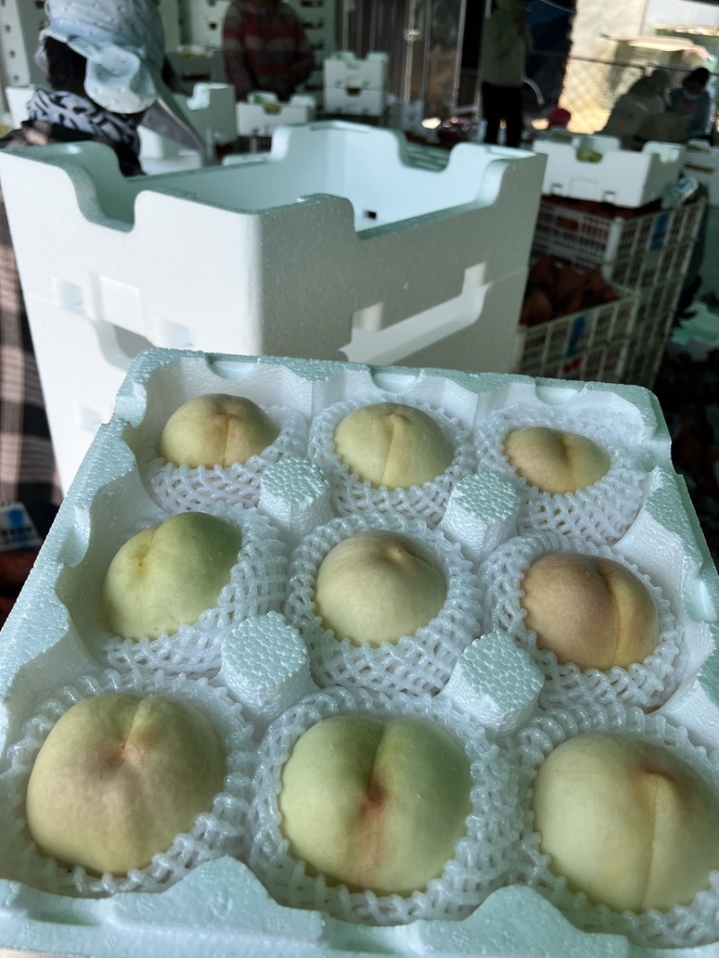 江苏突围水蜜桃支持一件代发代办量大可谈