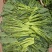有机西兰苔种子西兰花芥蓝芥兰菜心苗四季阳台盆栽蔬菜秧