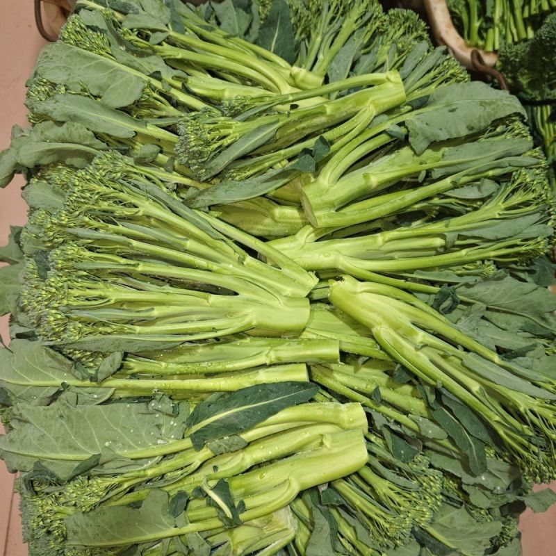 有机西兰苔种子西兰花芥蓝芥兰菜心苗四季阳台盆栽蔬菜秧