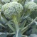 有机西兰苔种子西兰花芥蓝芥兰菜心苗四季阳台盆栽蔬菜秧