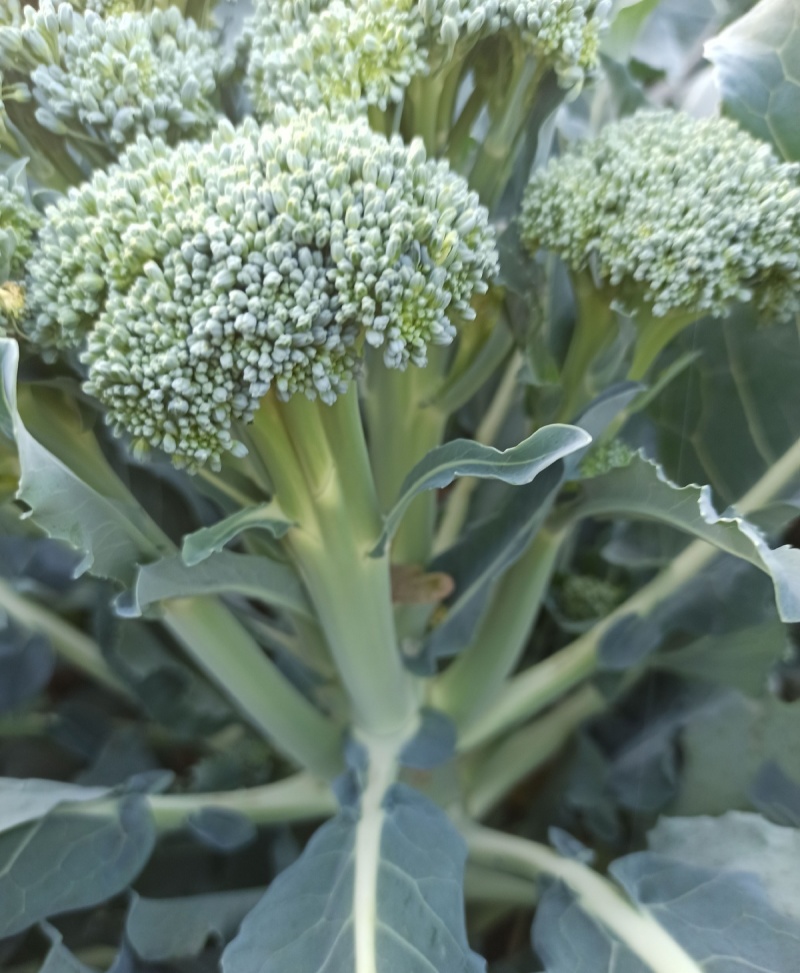 有机西兰苔种子西兰花芥蓝芥兰菜心苗四季阳台盆栽蔬菜秧