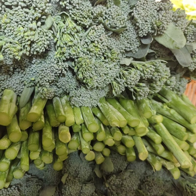 有机西兰苔种子西兰花芥蓝芥兰菜心苗四季阳台盆栽蔬菜秧