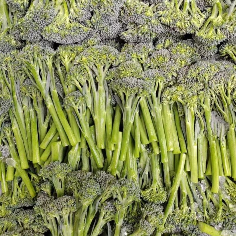 有机西兰苔种子西兰花芥蓝芥兰菜心苗四季阳台盆栽蔬菜秧