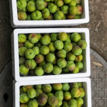 金沙江畔茵红李（半边红）