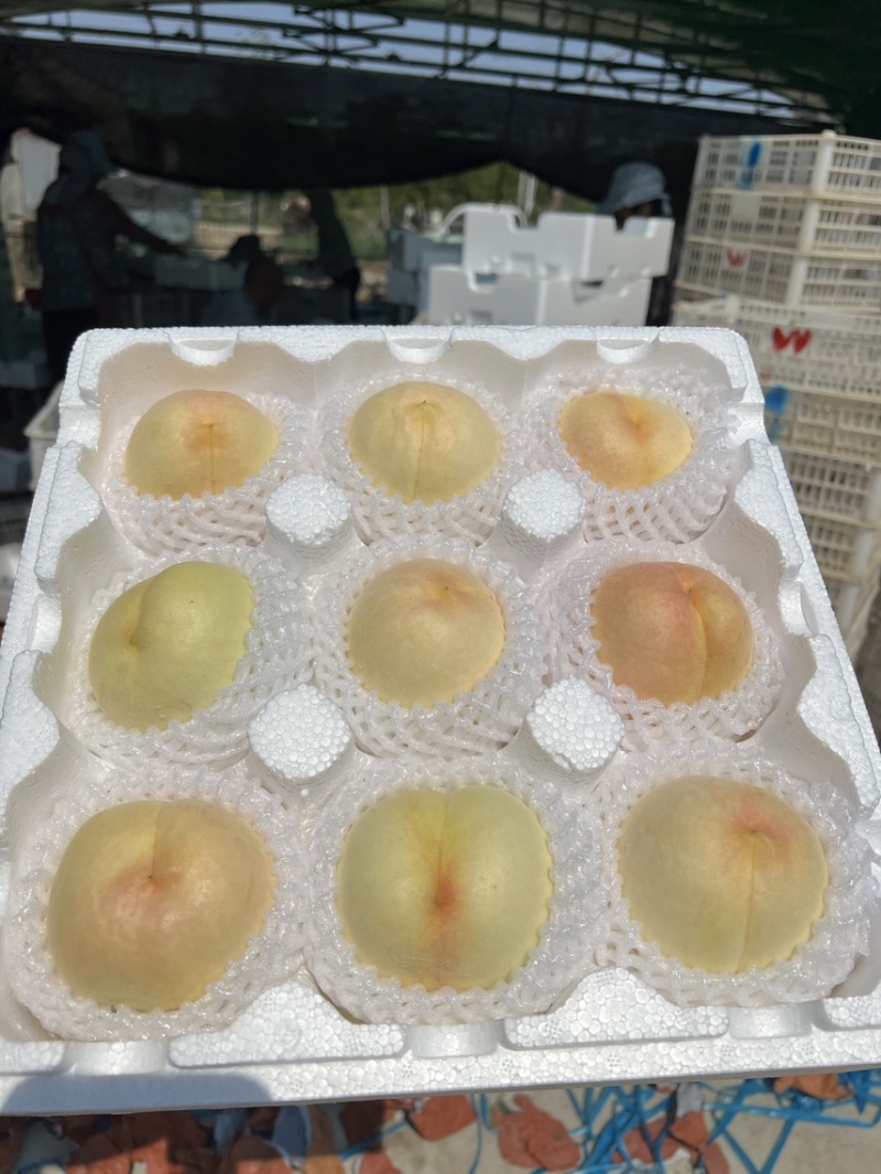 江苏突围水蜜桃量大支持采购团购电商一件代发