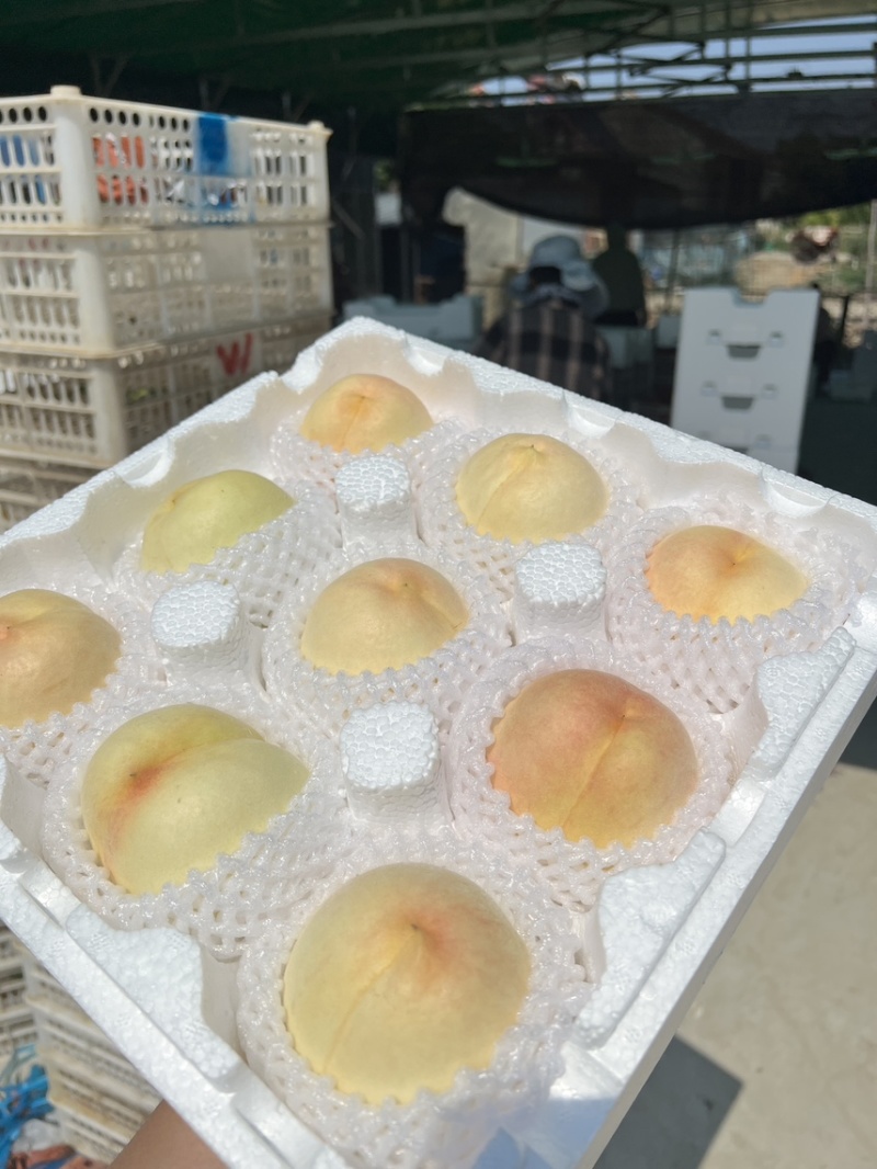 江苏突围水蜜桃量大支持采购团购电商一件代发