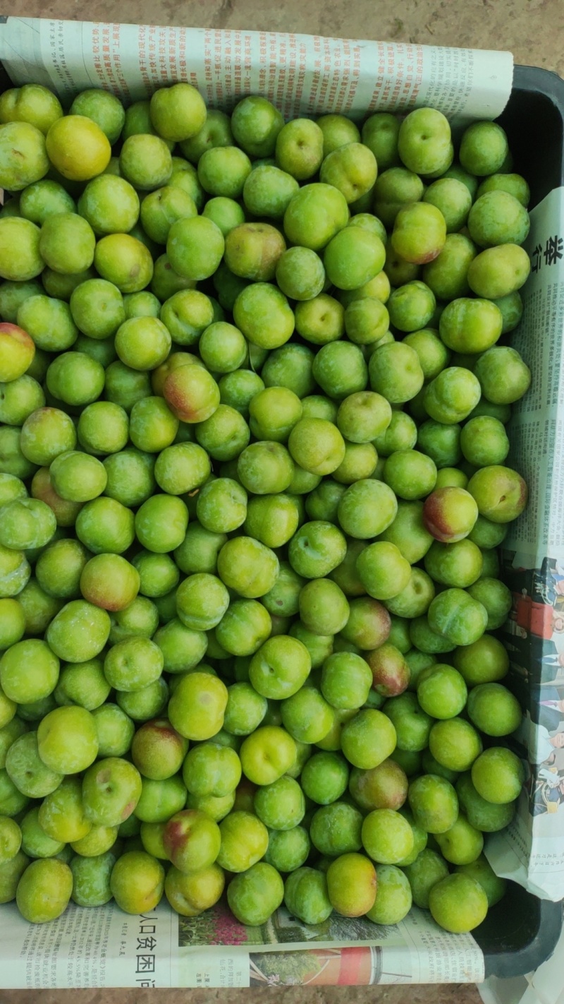 金沙江畔茵红李（半边红）