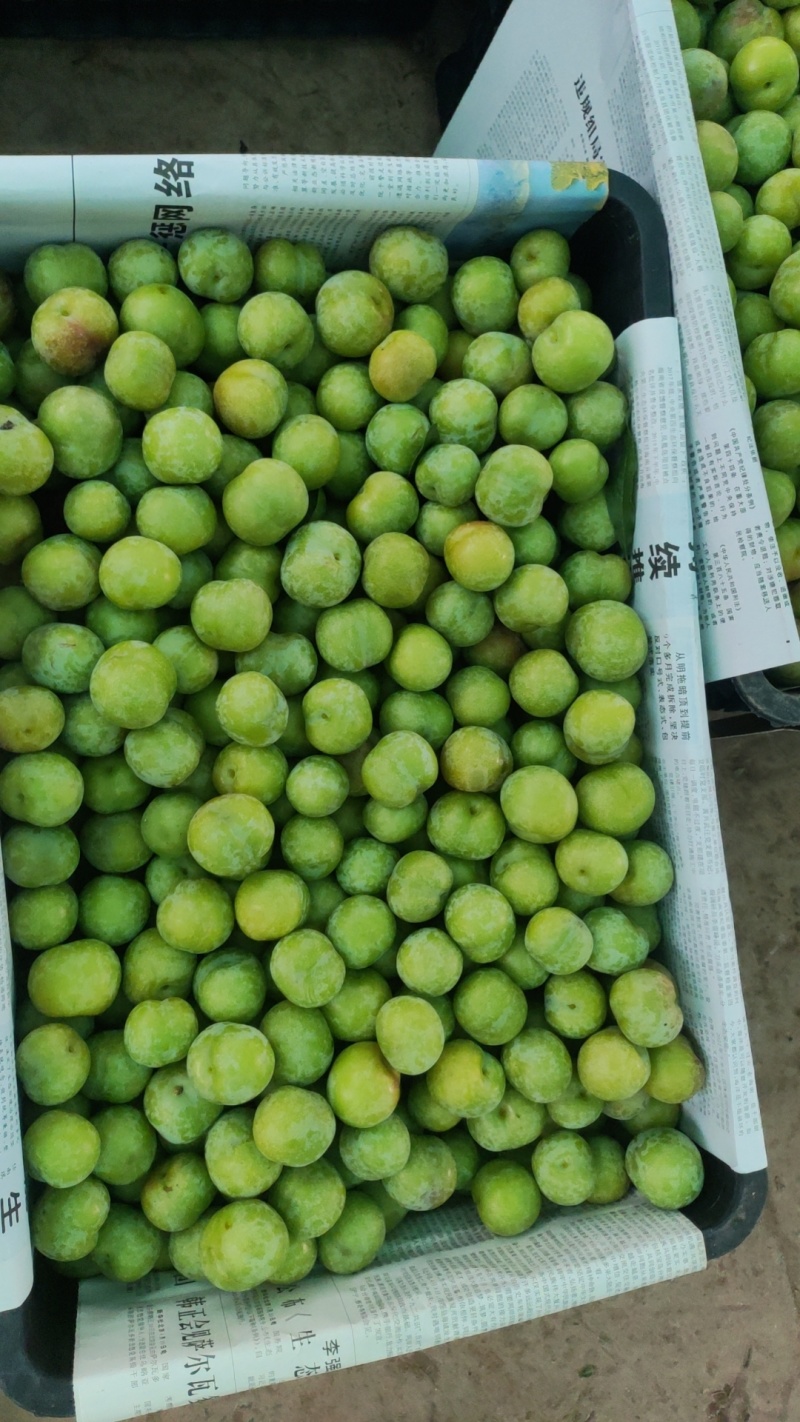 金沙江畔茵红李（半边红）