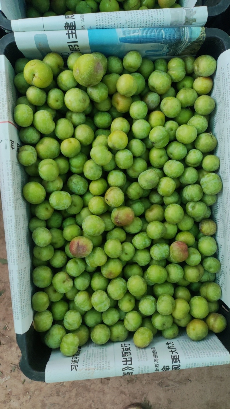 金沙江畔茵红李（半边红）