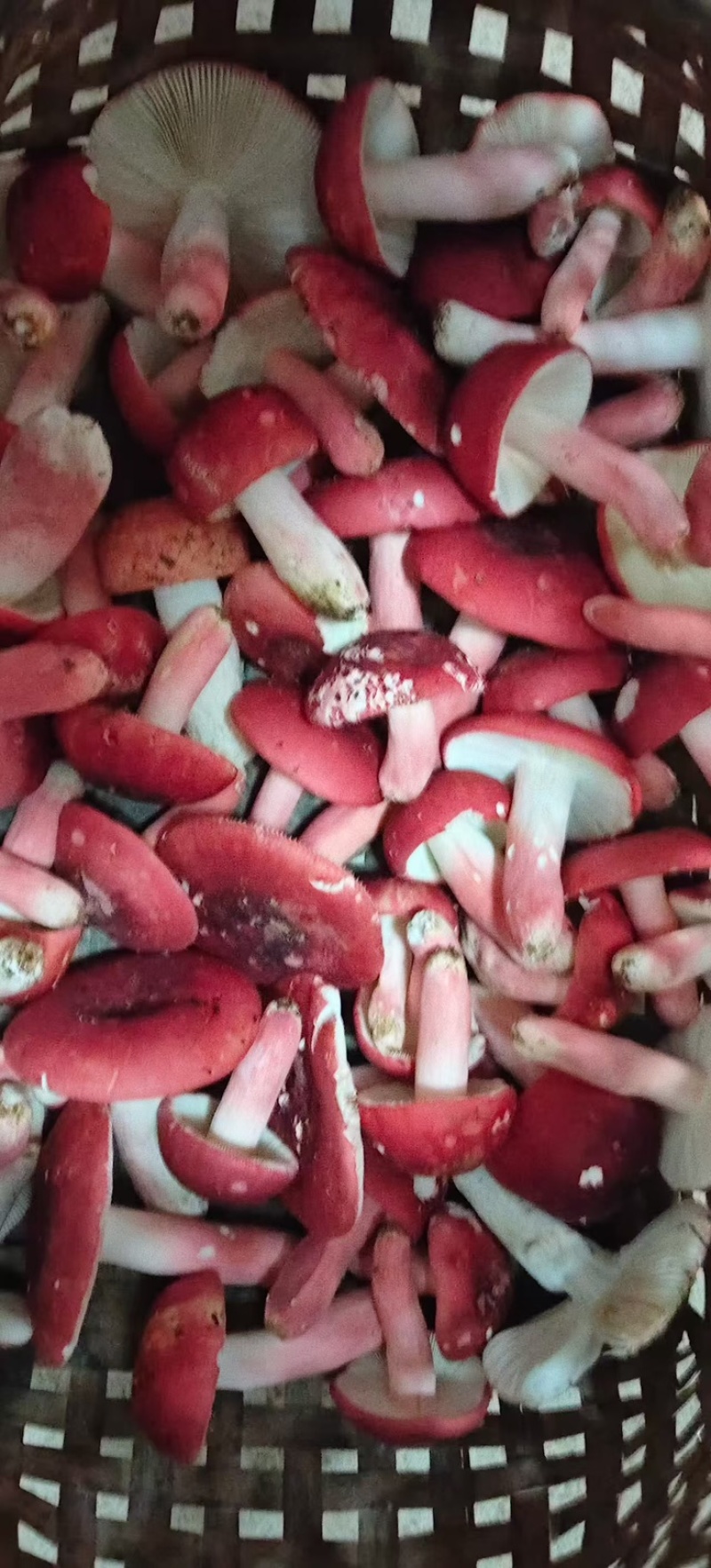 野生菌，新鲜刚摘的，现买现摘，也可发快递