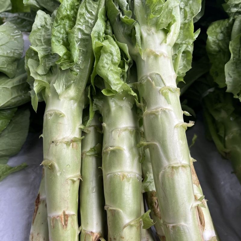 三青皮莴笋种子青皮绿肉高产耐热耐寒耐抽苔四季蔬菜香莴苣种