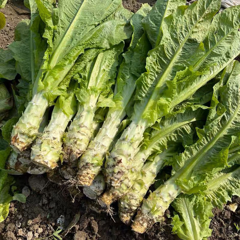 三青皮莴笋种子青皮绿肉高产耐热耐寒耐抽苔四季蔬菜香莴苣种