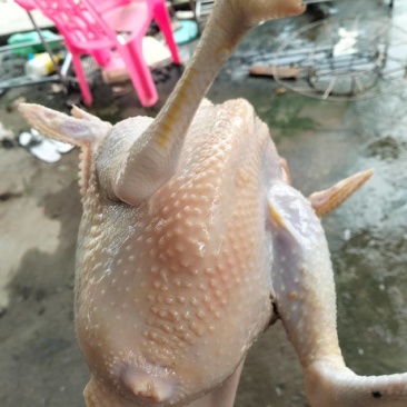 岭头芦花鸡七斤重