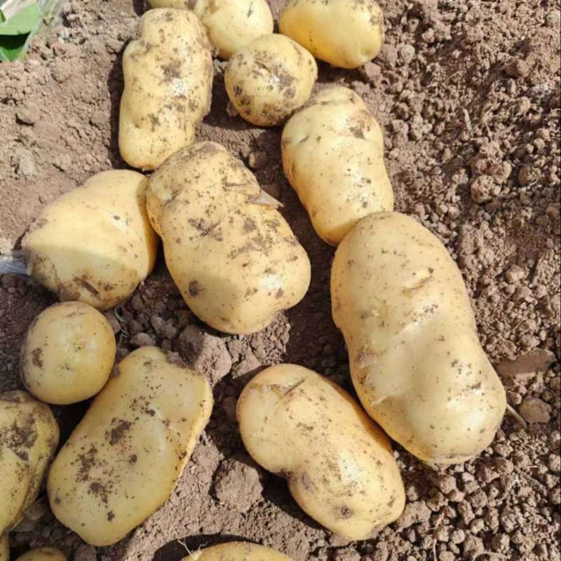 (精品土豆沃土5号）大量上市中电商货，市场货万亩基地